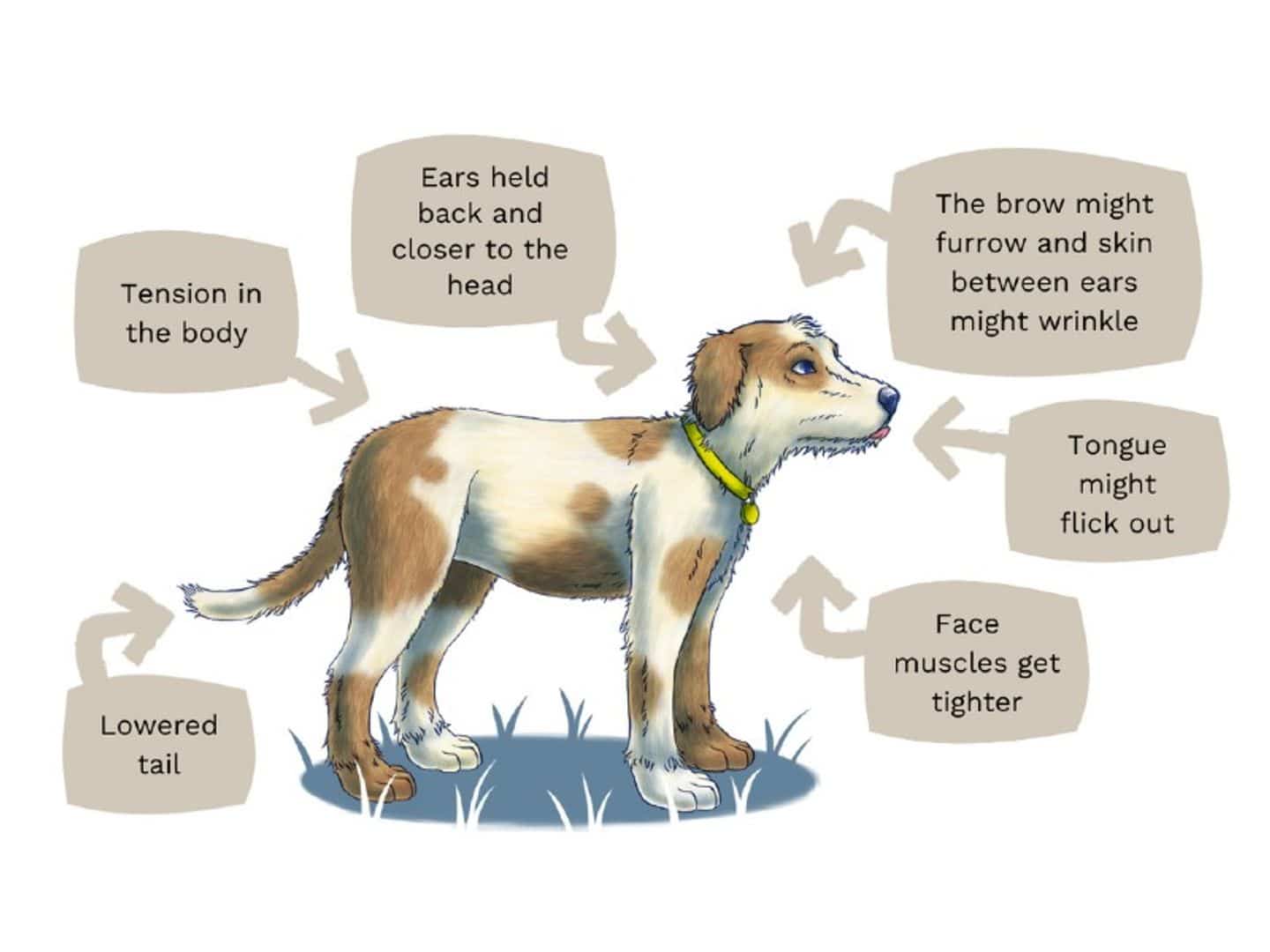 Common stress signals in dogs