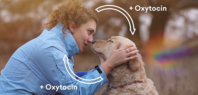 Illustration showing the bond strengthening between human and dog through translator technology