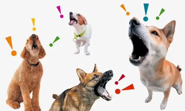 Diagram showing different bark pitches and their meanings in dog communication